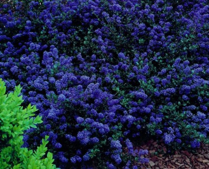 Ceanothus Blue Sapphire 7