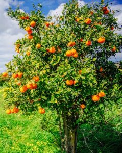 A lush green field under a bright blue sky with scattered clouds showcases a Citrus Orange 'Cara Cara' in a 10" pot, laden with ripe fruit.