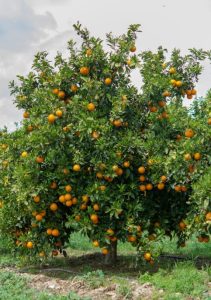 A Citrus Orange 'Cara Cara' tree in a 10" pot, laden with numerous ripe oranges, stands in a green field under a cloudy sky.