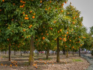 In an orchard, Citrus Orange Trees 'Blood Orange' stand evenly spaced, their branches lush with green leaves and ripe fruit. Some blood oranges have fallen to the ground, adding a vibrant splash of color.