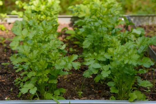 Close-up of lush green cilantro plants growing in an outdoor garden bed beside a vibrant Citrus Orange 'Cara Cara' tree in a 10" pot.