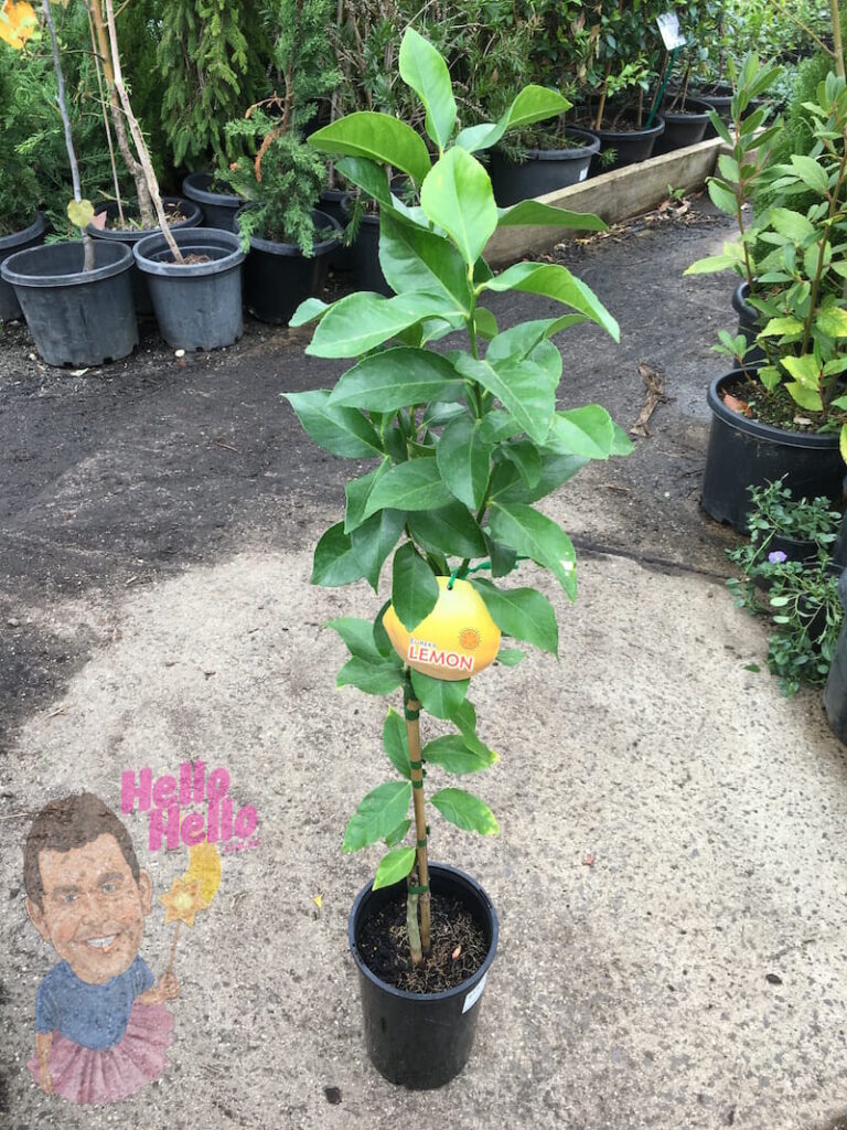 Citrus Eureka Lemon Tree Grafted 8 Pot Hello Hello Plants 6571