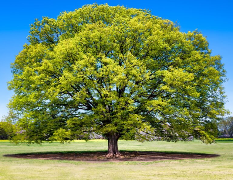 Zelkova 'Japanese Elm Tree' - Hello Hello Plants