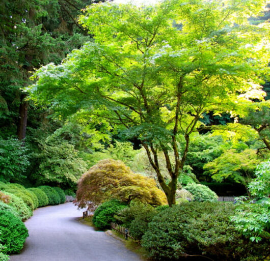 Acer palmatum 'Japanese Maple' - Hello Hello Plants & Garden Supplies