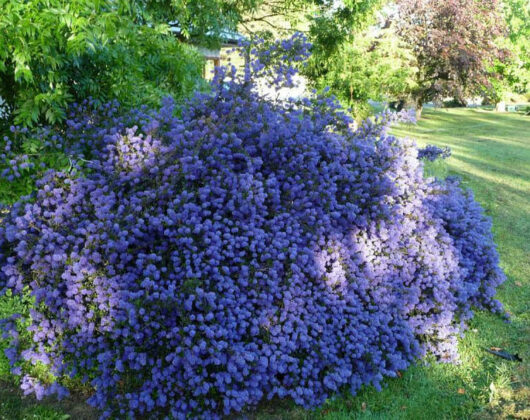 A Ceanothus 'Blue Sapphire' 8" Pot of purple flowers in a garden.