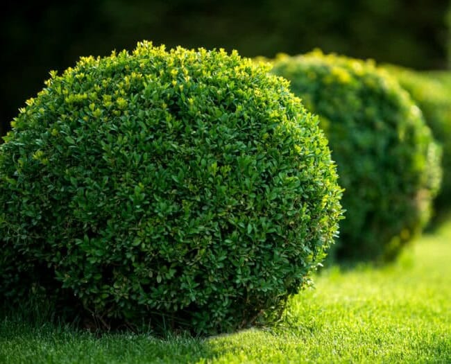 Buxus 'English Box' Topiary Ball 12" Pot - Hello Hello Plants & Garden