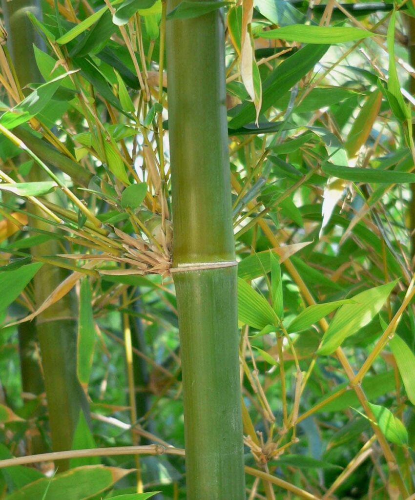 Bamboo Oldhamii 'giant Timber Bamboo' 12