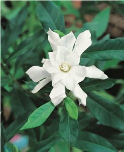 A Gardenia 'Four Seasons' 6" Pot on a plant with green leaves.