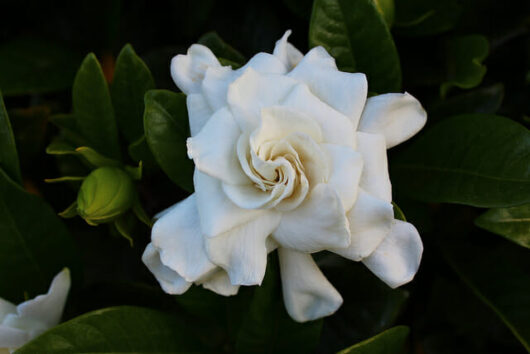 A white Gardenia 'Professor Pucci' 3ft Standard 8" Pot with green leaves.