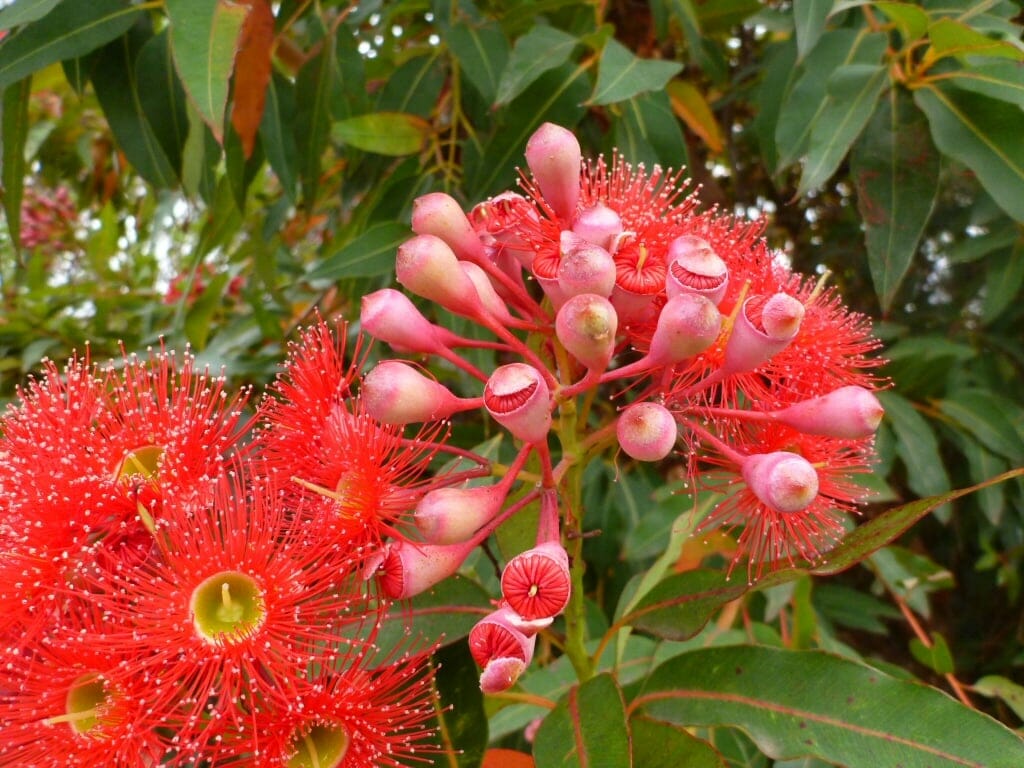 Flowering Bloodwood - Red flower gum Eucalyptus ptychocarpa attractive  Australian Natives tree, hardy, easy grow