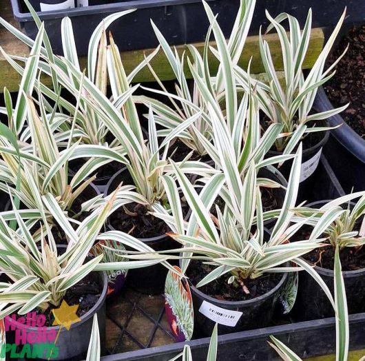 The nursery showcases the Dianella 'Silver Streak™' Flax Lily in 6" pots, featuring striking long, narrow green and white leaves.