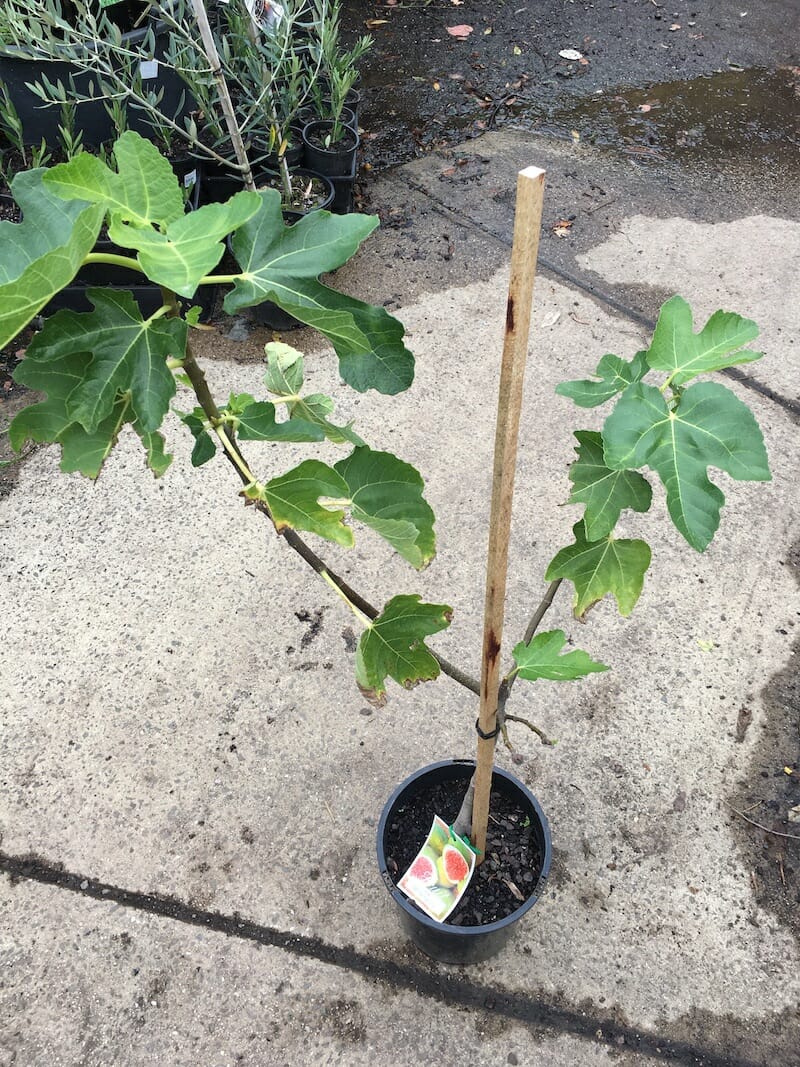 Fig Tree White Genoa 8