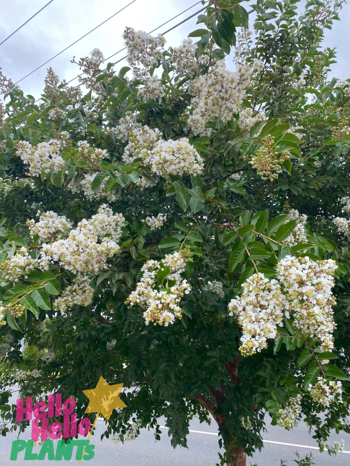 White Crepe Myrtle Tree | Crepe Myrtle Tree White