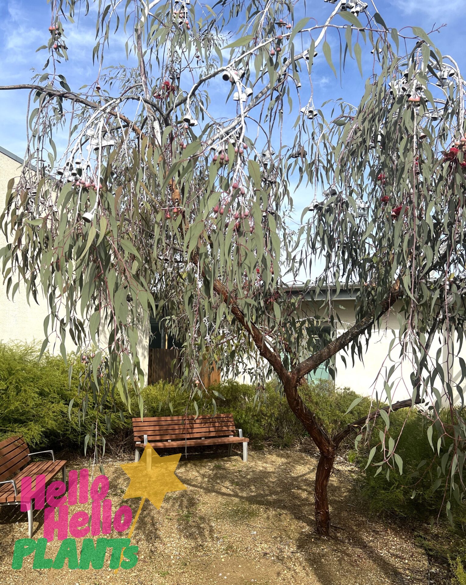 Eucalyptus Silver Princess - flowering gum Australian Plants Online