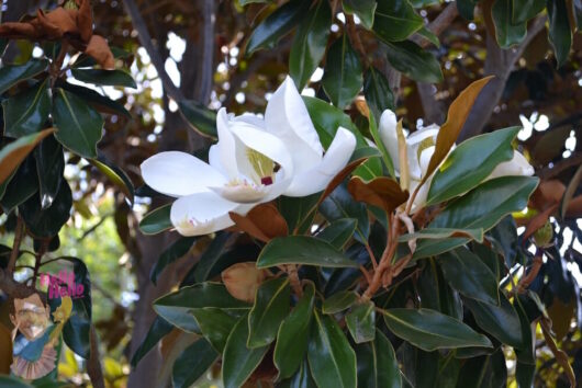 Magnolia "Little Gem"