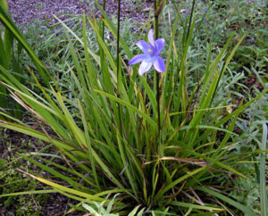 A Orthrosanthus 'Morning Iris/Flag' 6" Pot flower in a garden.
