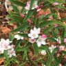 Philotheca 'Winter Rouge' Waxflower - Hello Hello Plants