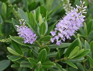 Hebe 'Wiri Image' 6" Pot of purple flowers on a bush with green leaves.