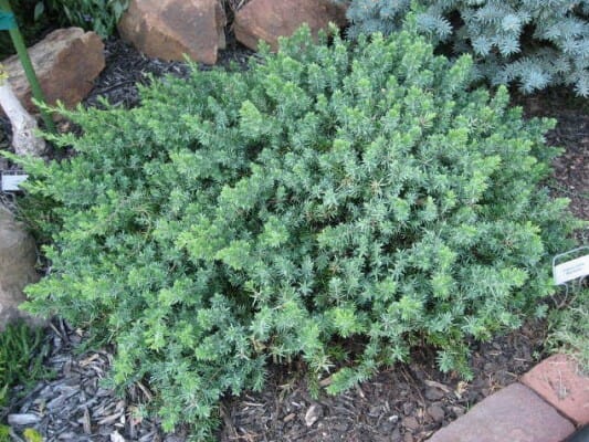 Shore Juniper - Hello Hello Plants & Garden Supplies