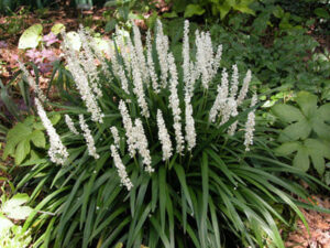A Liriope 'Monroe White' 6" Pot with white flowers in the middle of a garden.