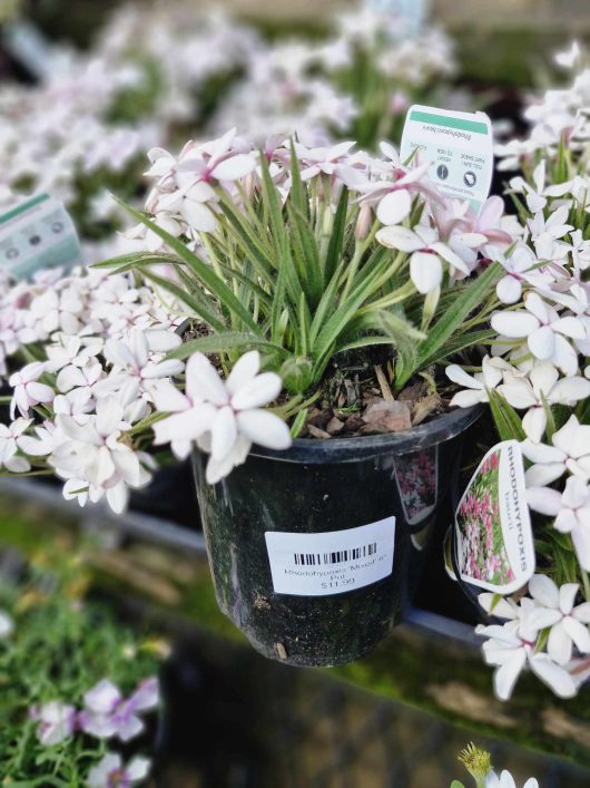 The Rhodohypoxis 'White' 6" Pot, featuring grass-like leaves and delicate pale pink flowers, is showcased in a white pot and priced at $11.99.