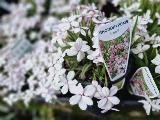 A 6" pot of Rhodohypoxis 'White' displays vibrant white blooms amidst lush green foliage, with a label highlighting the plant's beauty.