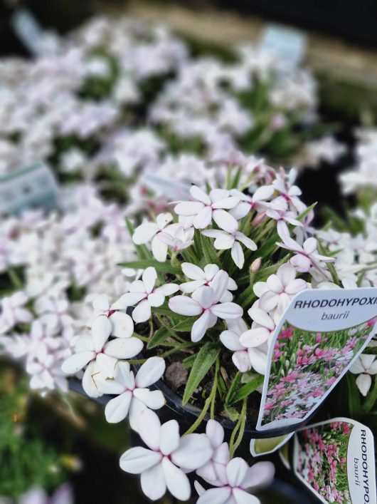 Rhodohypoxis 'White' in 6" pots showcases their lush green leaves, elegantly arranged for sale with plant tags providing detailed information prominently displayed among the delicate blooms.