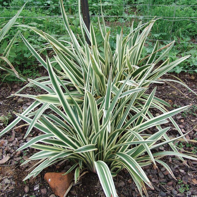 Dianella 'Wyeena®' Flax Lily 7