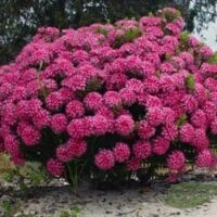 A Pimelea 'Pink' Rice flower 6" Pot with pink flowers in the sand.