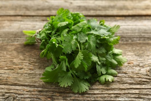 A bunch of fresh Coriander, featuring vibrant green leaves, tied with twine and placed on a rustic wooden surface, is perfect for adding a burst of flavor to your culinary herbs and spices collection.