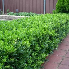 Box Hedge Plants and Borders