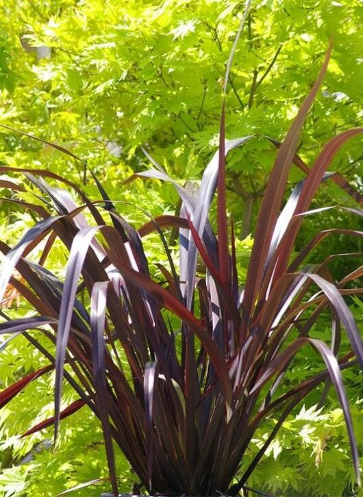 Phormium 'Black Beauty' Flax 6" Pot