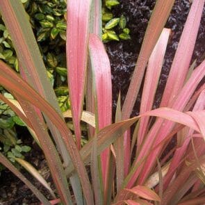 Phormium 'Bronze Baby' Flax 6