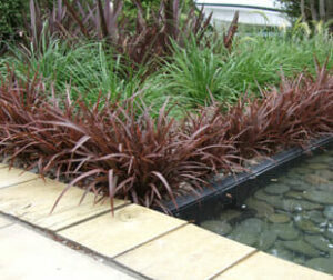 A garden with a pond and Phormium 'Sweet Mist' Flax 7" Pot plants.