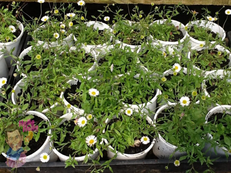 Erigeron 'Seaside Daisy' 6" Pot - Hello Hello Plants & Garden Supplies