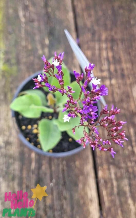 A Limonium 'Sea Lavender' in a 6" pot sits elegantly on a wooden surface, displaying its green leaves along with vibrant purple and white flowers.