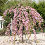 Prunus 'Cheals' Weeping Cherry 1.8m 16