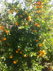 A lot of Citrus 'Orlando' Tangelo 16" Pot on a tree.