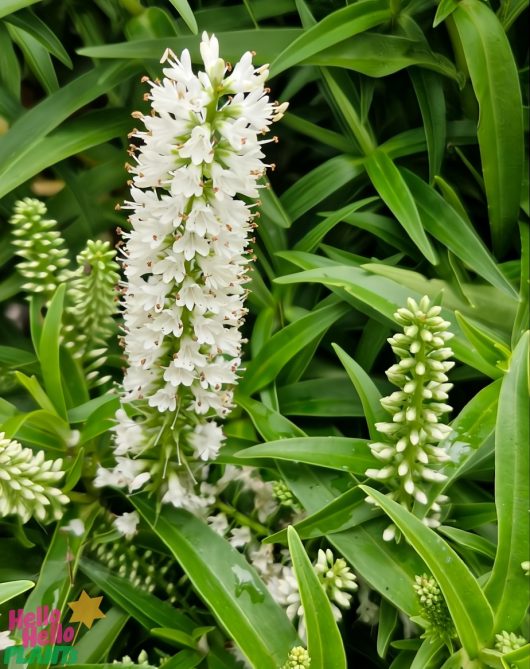 The Hebe 'Snowdrift' boasts white blooms on a tall spike amid lush green foliage, making it perfect for landscaping shrubs.