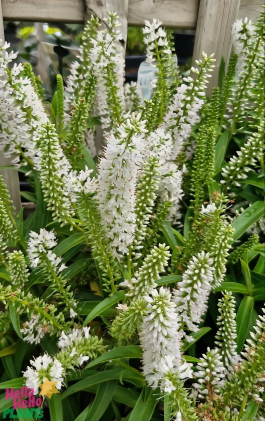 The Hebe 'Snowdrift' plant, with its white spiked blooms and lush green leaves against a wooden fence backdrop, creates a serene and elegant scene reminiscent of nature's gentle garden.