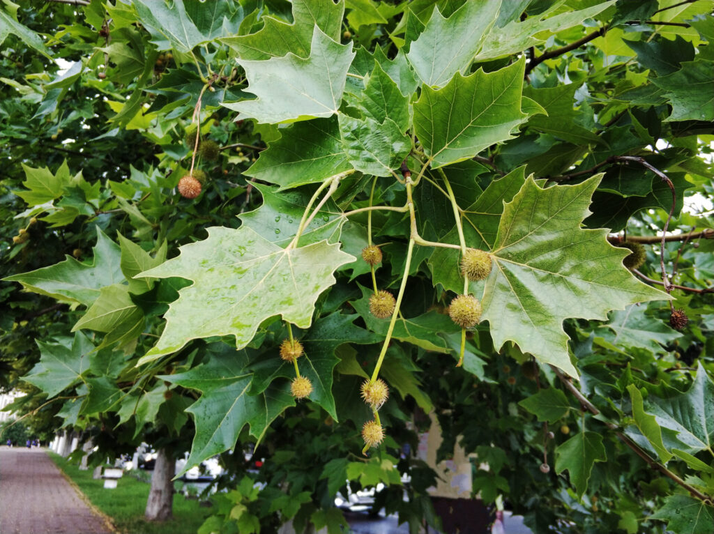 Platanus 'London Plane Tree' - Hello Hello Plants