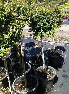 Ficus Hillii Flash - Pleaching 12