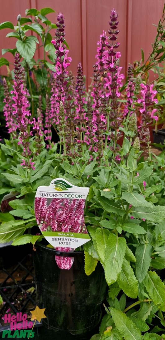 A potted plant with tall purple flowers and green leaves, labeled "Salvia 'Sensation Rose' 6" Pot," adds elegance to any space, blending nature's charm with vibrant hues.