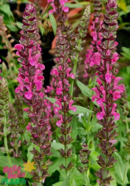 Tall Salvia 'Sensation Rose' flowers, featuring pink blooms and green leaves, grow closely in a garden. They're ideally suited to thrive in a 6" pot.