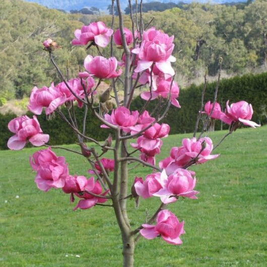 A pink flowering Magnolia 'Felix™' 13" Pot tree in a field.