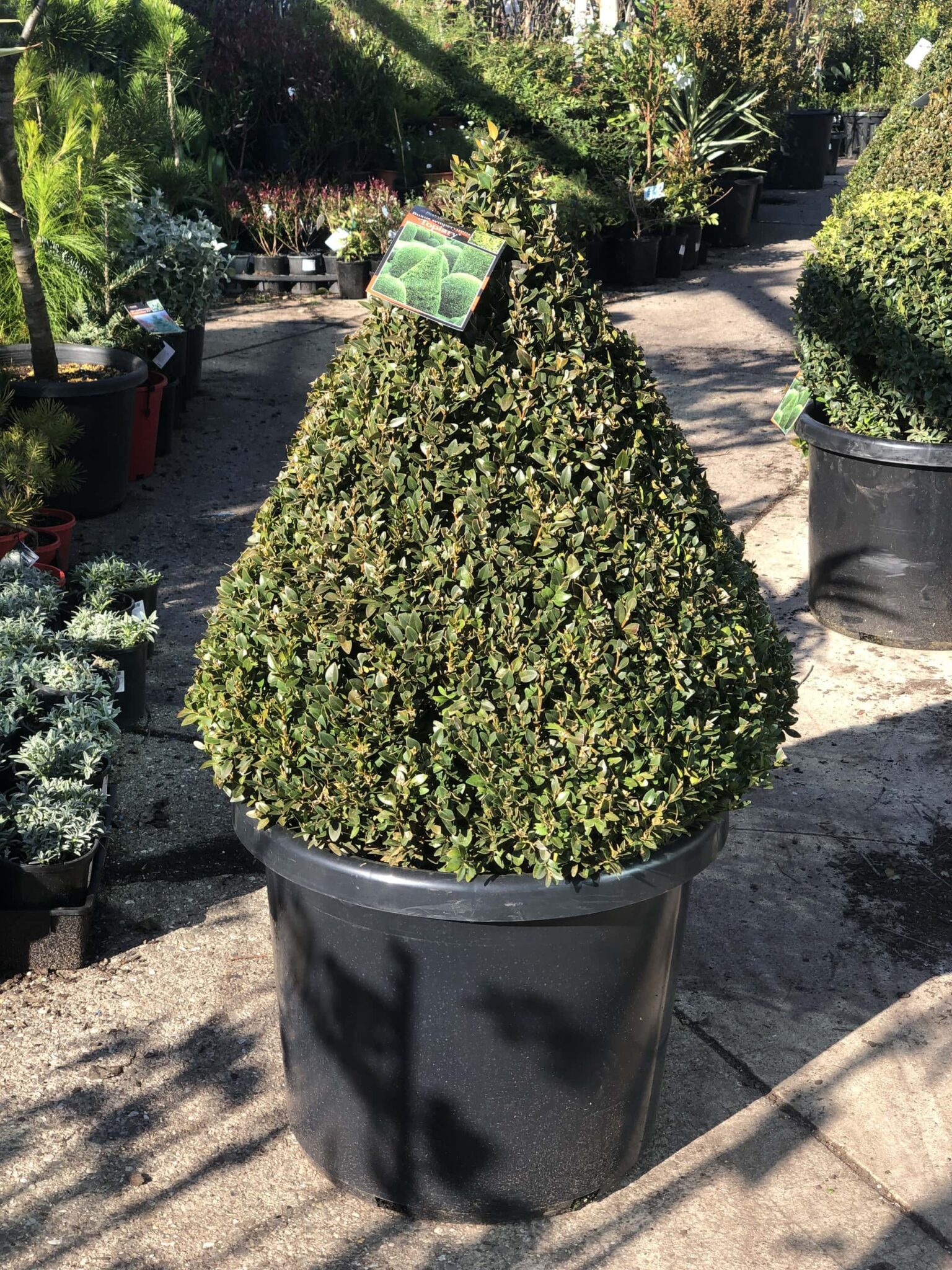 Buxus 'English Box' Topiary Cone 20