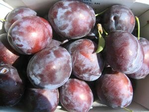 Plums, Prunus 'President' Plum 12" Pot, in a box on a table.