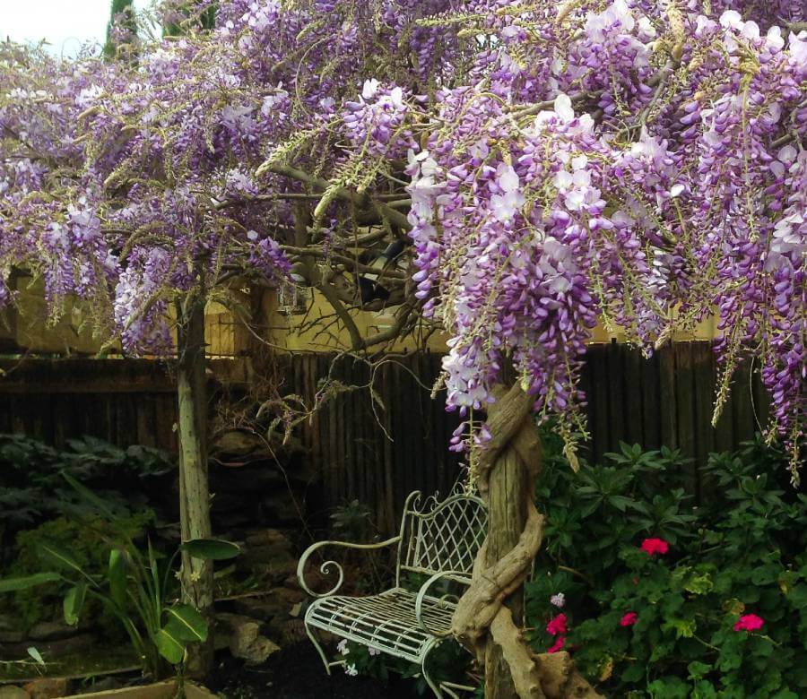 https://www.thetutuguru.com.au/wp-content/uploads/2015/02/Hello-Hello-Plants-Wisteria-sinensis-Chinese-Wisteria-purple-wisteria-flowers-over-bench.jpg