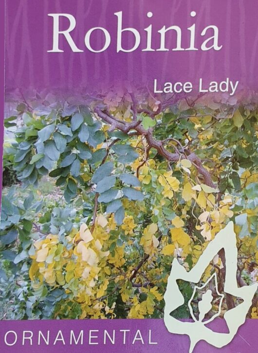Robinia Lace Lady