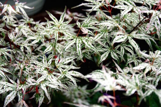 A close up of a white Acer 'Floating Cloud' Japanese Maple 13" Pot plant.